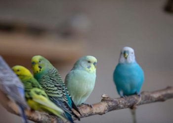 Penyebab dan Cara Mengatasi Bulu Lovebird Rontok untuk Keberhasilan Bisnis