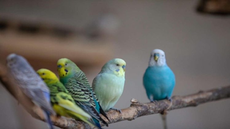 Penyebab dan Cara Mengatasi Bulu Lovebird Rontok untuk Keberhasilan Bisnis