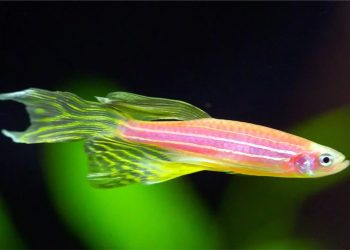 Panduan Mudah Budidaya Danio Slayer untuk Pemula