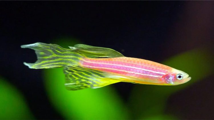 Panduan Mudah Budidaya Danio Slayer untuk Pemula