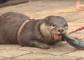 Ternak Otter Peluang Usaha yang Menjanjikan dan Potensial