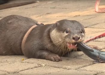 Ternak Otter Peluang Usaha yang Menjanjikan dan Potensial