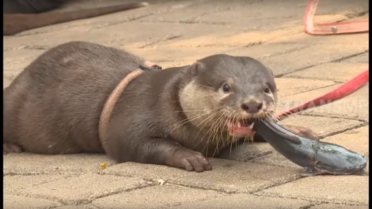Ternak Otter Peluang Usaha yang Menjanjikan dan Potensial