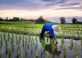 Memulai Bisnis Gadai Sawah Pahami Aturannya Dulu