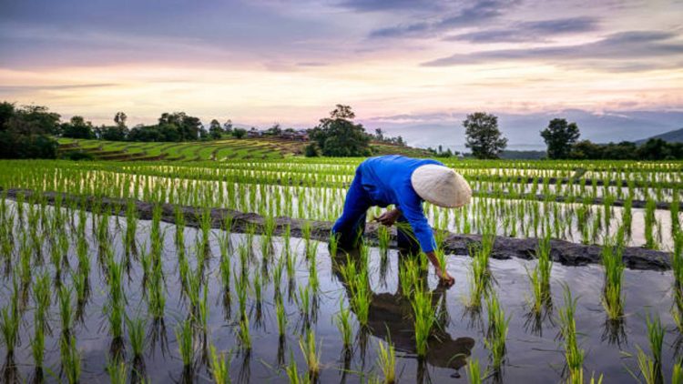 Memulai Bisnis Gadai Sawah Pahami Aturannya Dulu