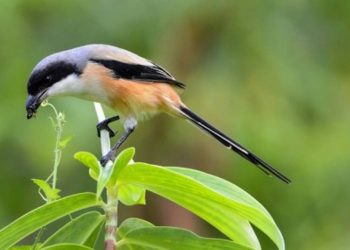 Cara Mengatasi Burung Cendet yang Tidak Berkicau dan Penyebabnya