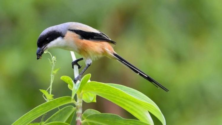 Cara Mengatasi Burung Cendet yang Tidak Berkicau dan Penyebabnya