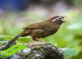 Panduan Ternak Burung Wambi untuk Sukses, Pemula Wajib Tahu!