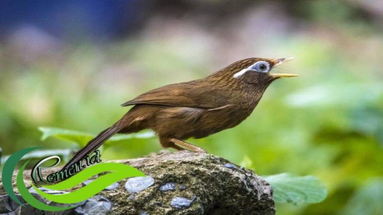 Panduan Ternak Burung Wambi untuk Sukses, Pemula Wajib Tahu!
