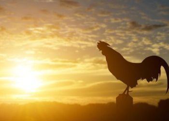 Ayam Berkokok Pagi Hari dan Penjelasan Ilmiahnya