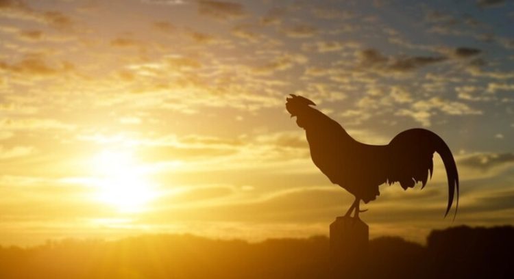 Ayam Berkokok Pagi Hari dan Penjelasan Ilmiahnya