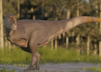 Fosil Dinosaurus Koleken Inakayali dengan Lengan Kecil Ditemukan