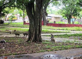 Kisah 41 Prajurit Monyet di Situs Buyut Banjar Indramayu dan Kutukannya