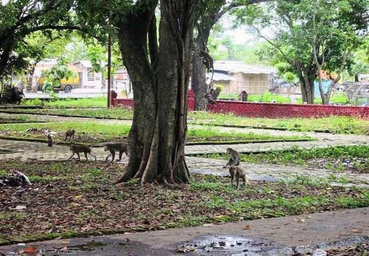 Kisah 41 Prajurit Monyet di Situs Buyut Banjar Indramayu dan Kutukannya
