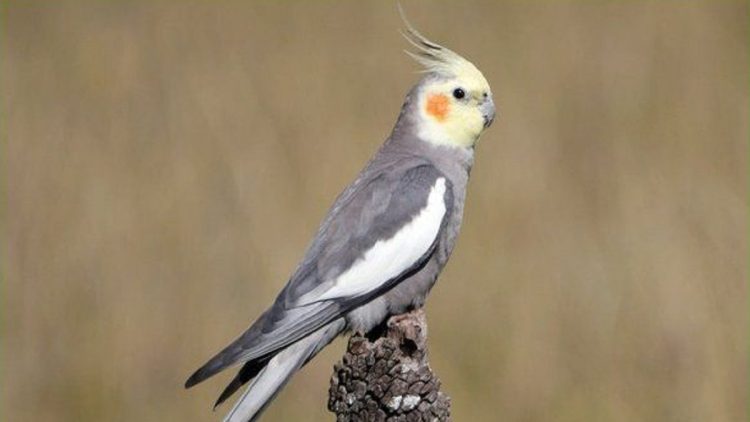 Budidaya Burung Falk serta Panduan Perawatannya Lengkap