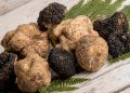 Budidaya Jamur Truffle untuk Makanan Kelas Tinggi