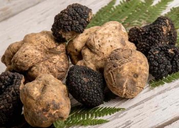 Budidaya Jamur Truffle untuk Makanan Kelas Tinggi