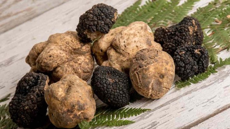Budidaya Jamur Truffle untuk Makanan Kelas Tinggi