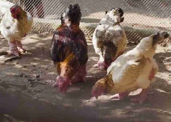Ternak Ayam Dong Tao yang Menjanjikan Keuntungan Besar