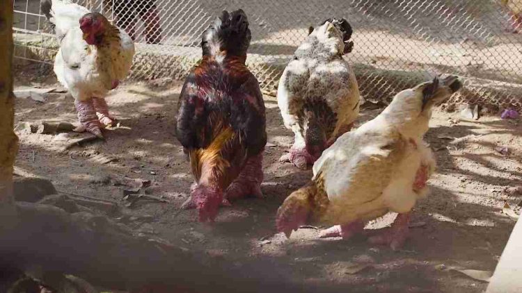 Ternak Ayam Dong Tao yang Menjanjikan Keuntungan Besar