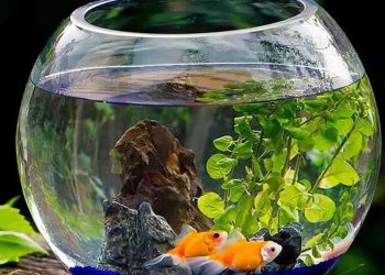 Inspirasi Akuarium Kamar Minimalis yang Menarik dan Estetik