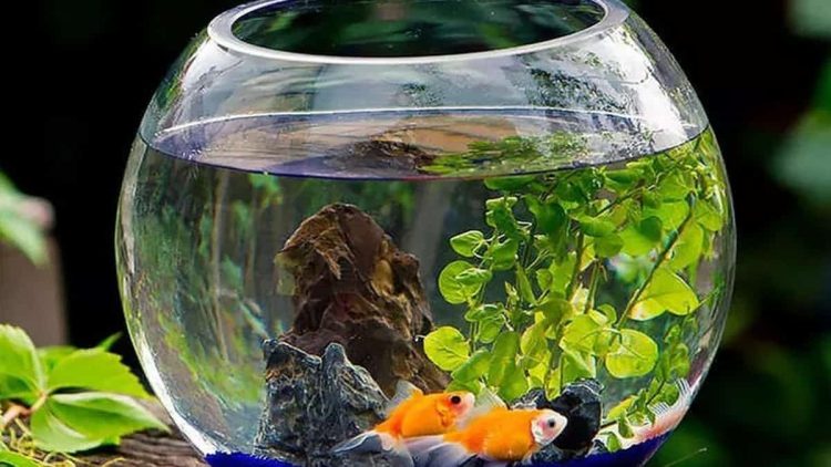 Inspirasi Akuarium Kamar Minimalis yang Menarik dan Estetik