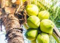 Hilirisasi Kelapa Berpotensi Serap 10 Ribu Tenaga Kerja melalui Investasi