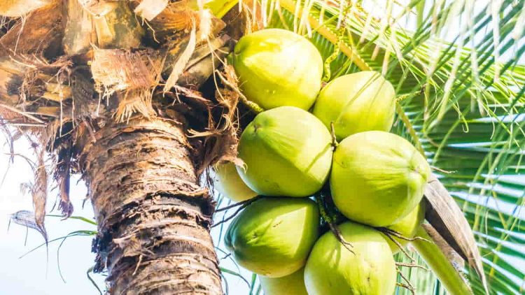 Hilirisasi Kelapa Berpotensi Serap 10 Ribu Tenaga Kerja melalui Investasi