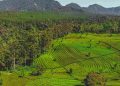 Sejarah Sistem Cultuurstelsel di Lembang pada Masa Kolonial