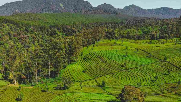 Sejarah Sistem Cultuurstelsel di Lembang pada Masa Kolonial