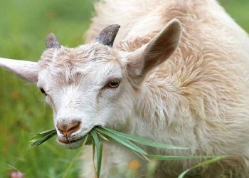 Usaha Pakan Ternak Kambing Menguntungkan dengan Potensi Pasar yang Besar