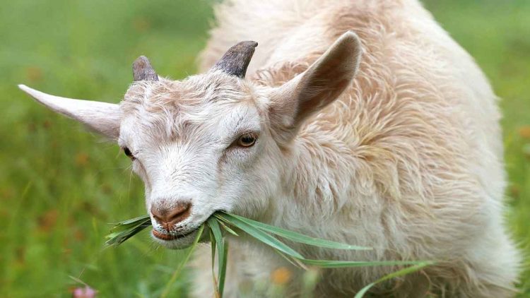 Usaha Pakan Ternak Kambing Menguntungkan dengan Potensi Pasar yang Besar