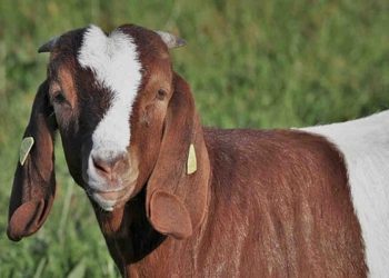 Budidaya Kambing Boer untuk Pemula dan Peluang Mendapatkan Keuntungan Besar