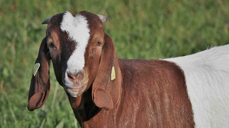 Budidaya Kambing Boer untuk Pemula dan Peluang Mendapatkan Keuntungan Besar