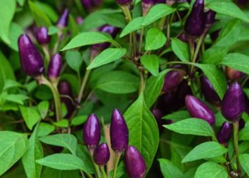 Menanam Cabe Ungu dari Awal hingga Panen dengan Pendekatan Unik dan Estetik