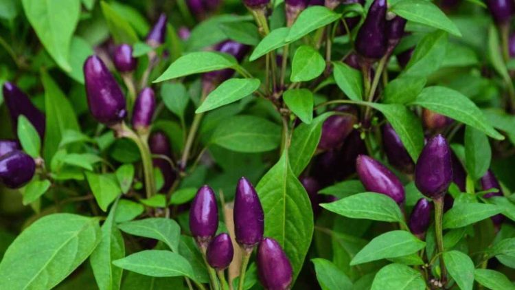Menanam Cabe Ungu dari Awal hingga Panen dengan Pendekatan Unik dan Estetik