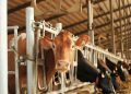Ternak Sapi Simental: Prospek dan Gambaran Permodalan