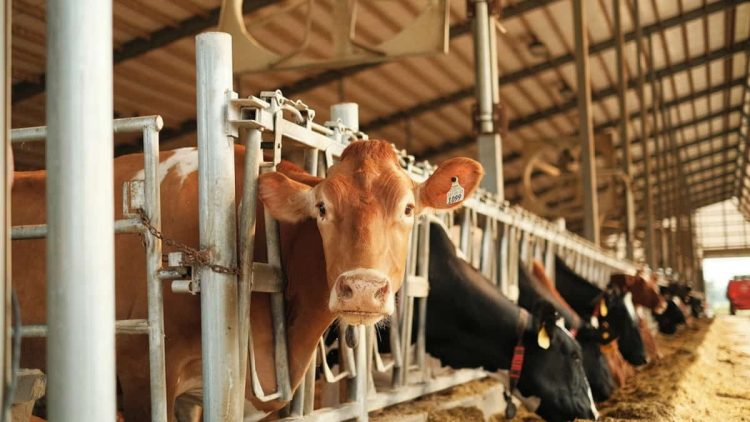 Ternak Sapi Simental: Prospek dan Gambaran Permodalan