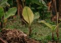 Budidaya Pisang Merah Barangan, Peluang Usaha yang Mudah dan Menguntungkan