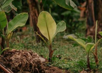 Budidaya Pisang Merah Barangan, Peluang Usaha yang Mudah dan Menguntungkan