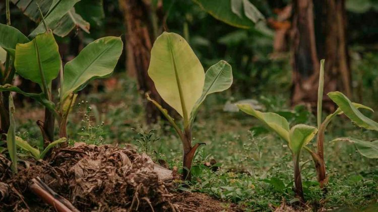 Budidaya Pisang Merah Barangan, Peluang Usaha yang Mudah dan Menguntungkan