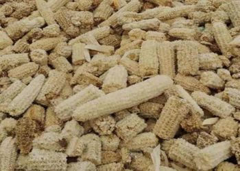 Pakan Ternak Bonggol Jagung Peluang Menguntungkan bagi Petani dan Peternak