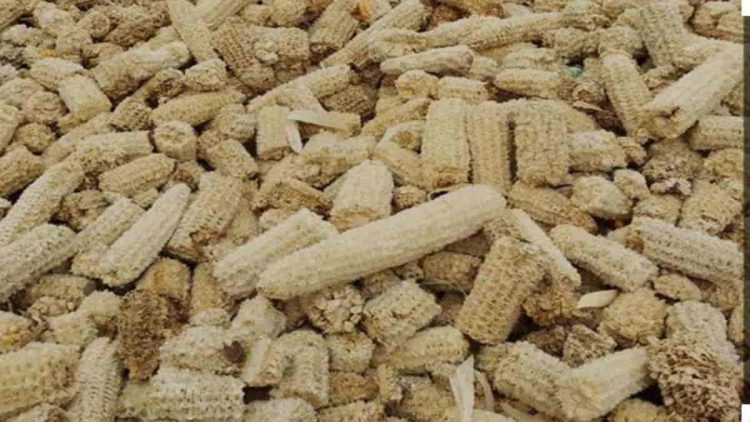 Pakan Ternak Bonggol Jagung Peluang Menguntungkan bagi Petani dan Peternak